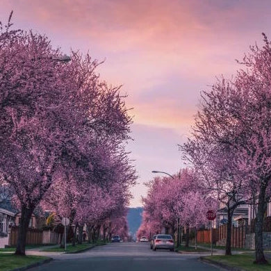 Cheery Blossum in Vancouver