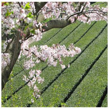 Japanese Green Tea Cultivation