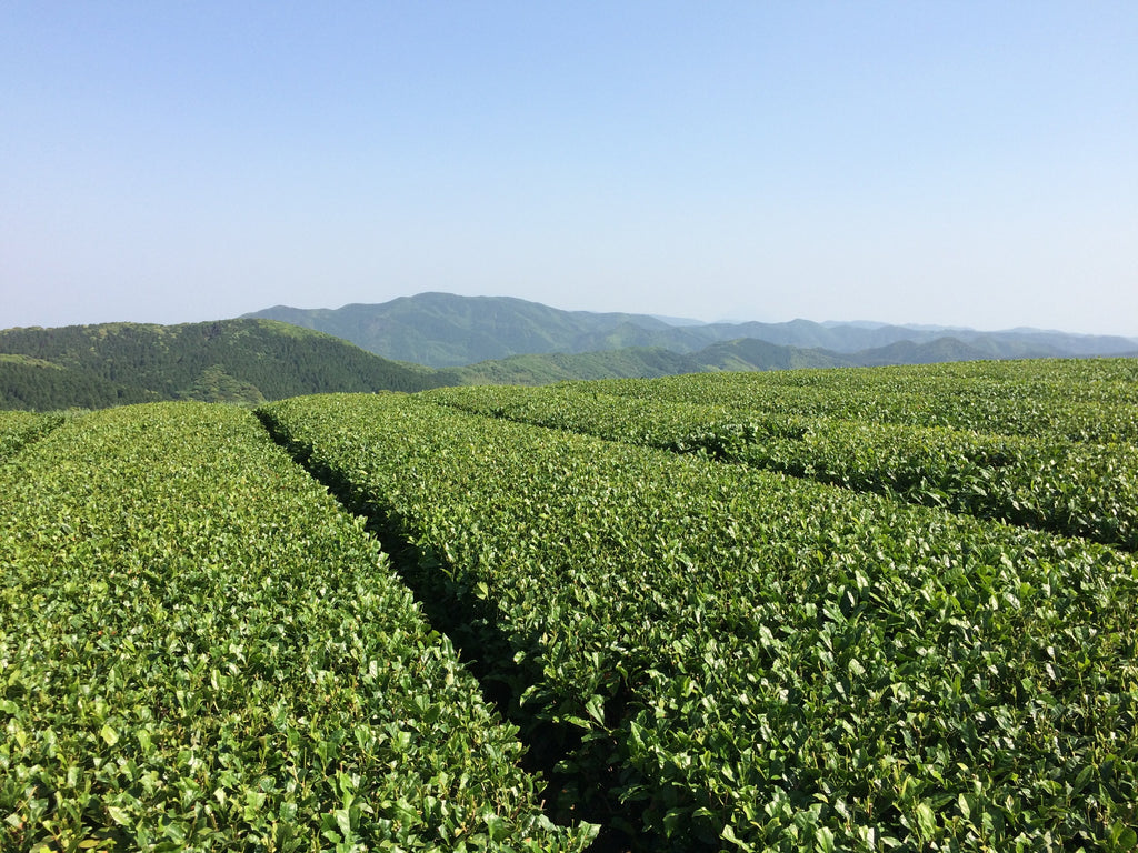 Explore Our Organic Teas