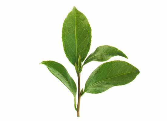 Shincha tea leaf