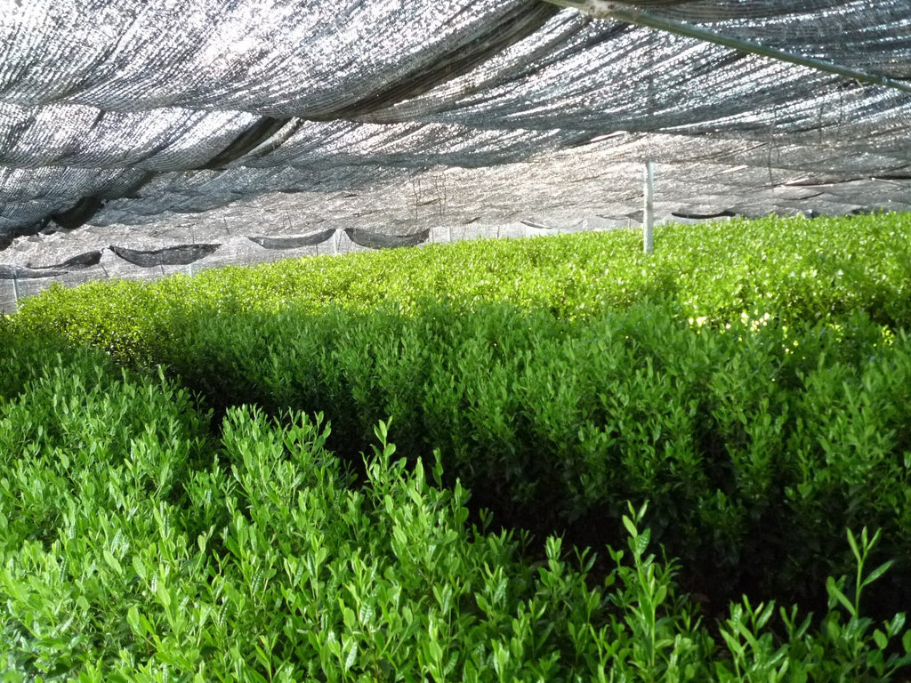 Japanese Green Tea - Gyokuro Karigane Loose Leaf 100g (3.5oz) From Japan - Shade-Grown, Premium Quality