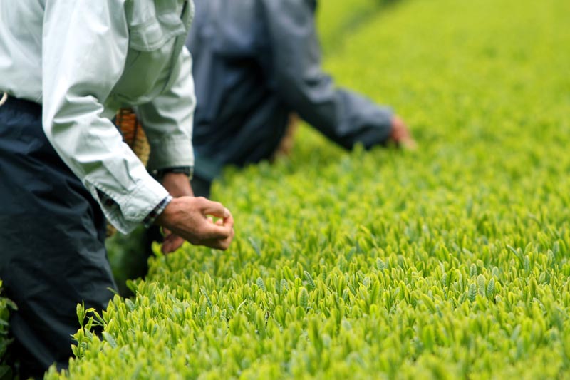Dedication and attention to detail, important for the production and sale of premium Japanese tea