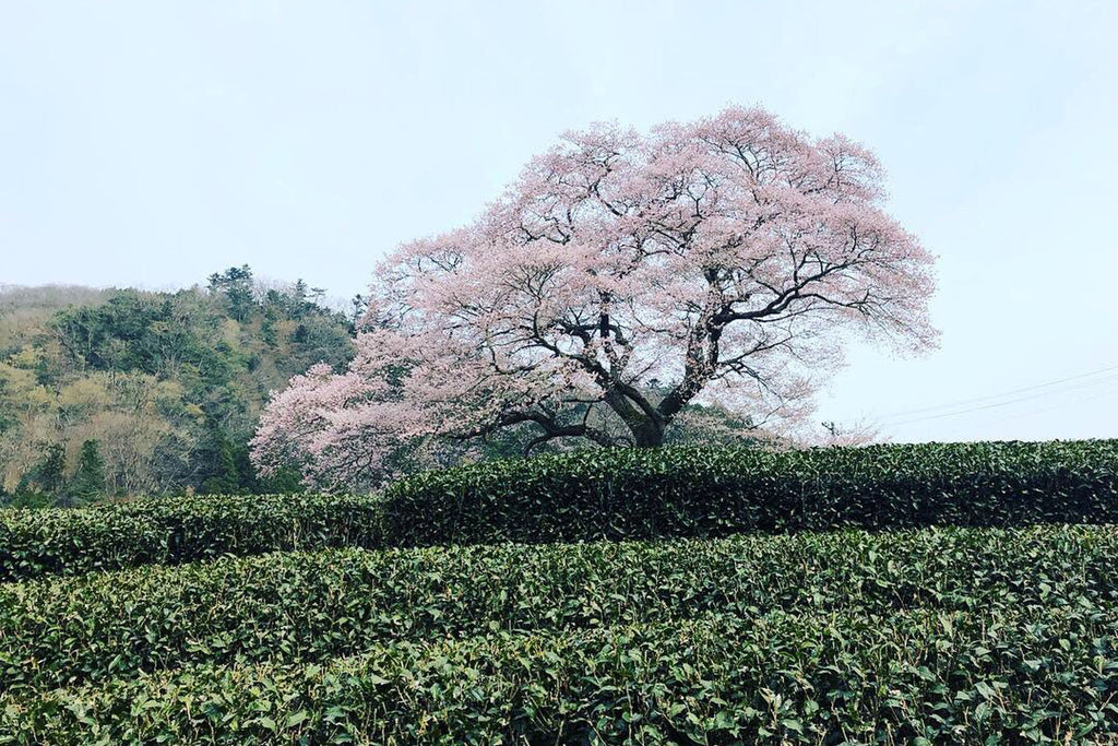 Sakura-Cha beautiful nature at its best
