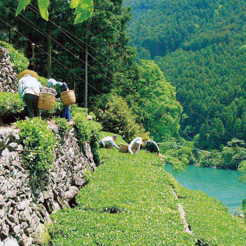 Mountain green tea 