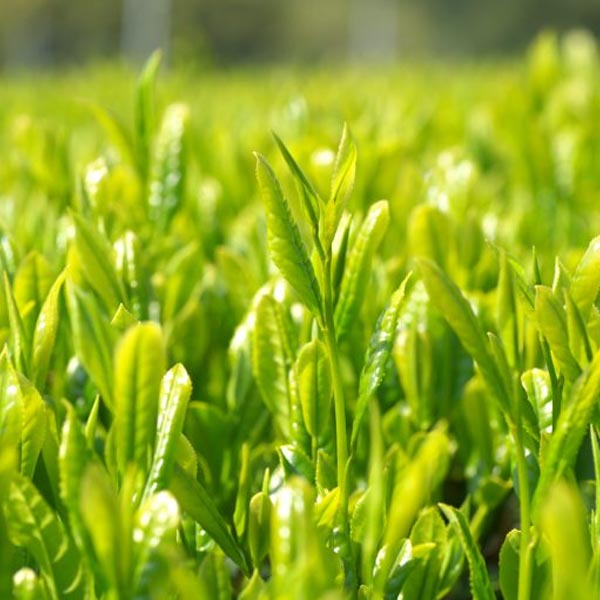 Benifuuki Green Tea Classic growing in field