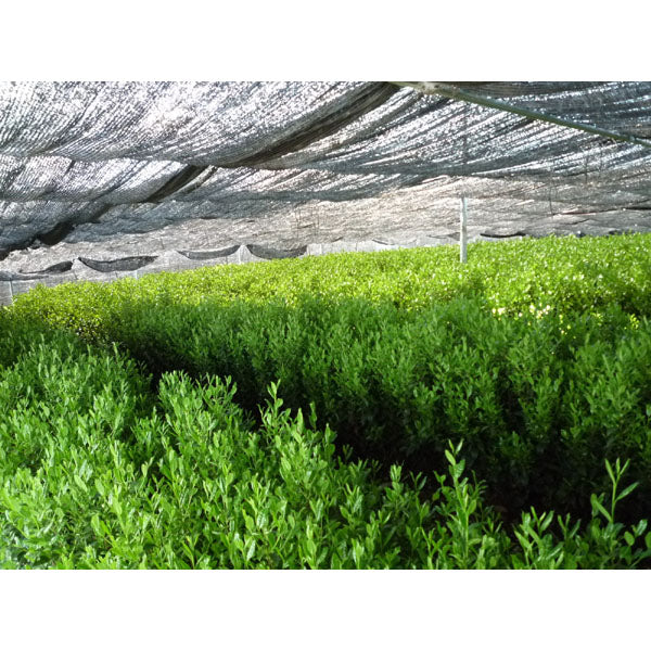 gyokuro farm