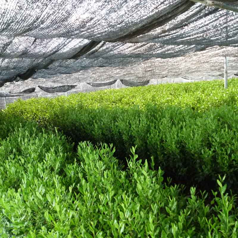 Tea farm showing dhaed tea being grown for Gyokuro tea loose leaf.
