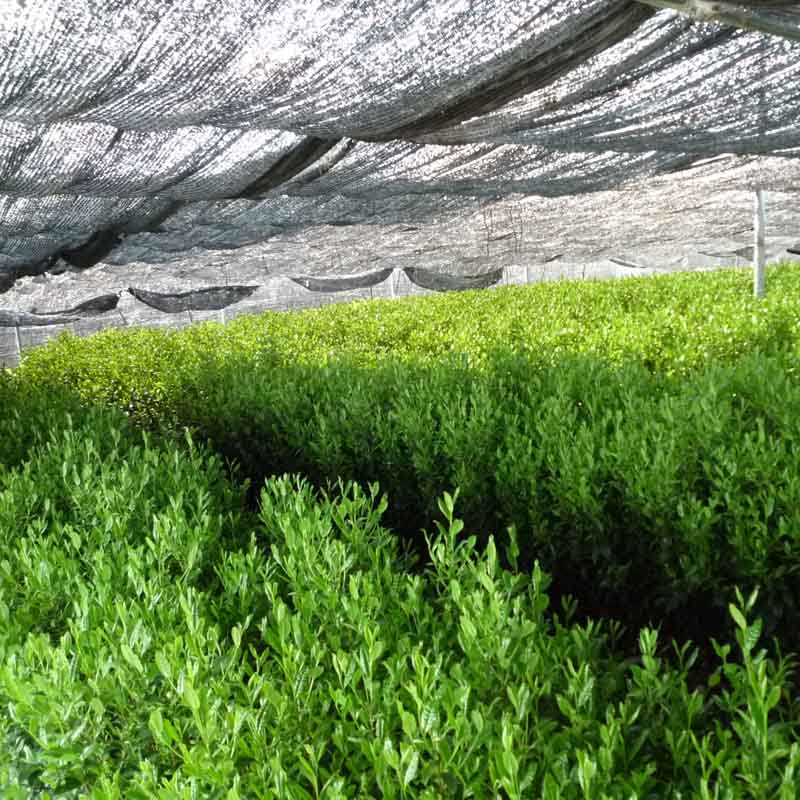 Gyokuro Shizuoka Imperial growing in field