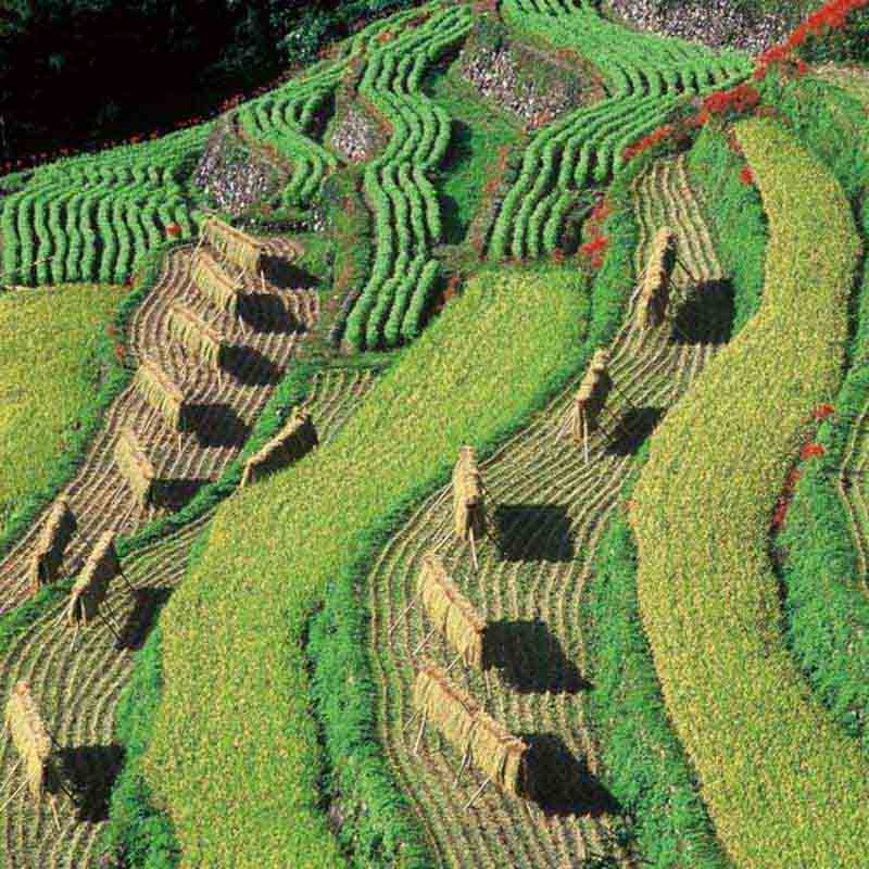 hoshinomura - authentic tea from Japan
