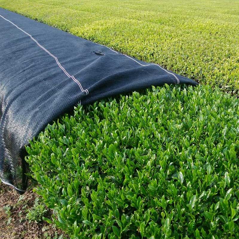 Sencha SenRyo growing in farm