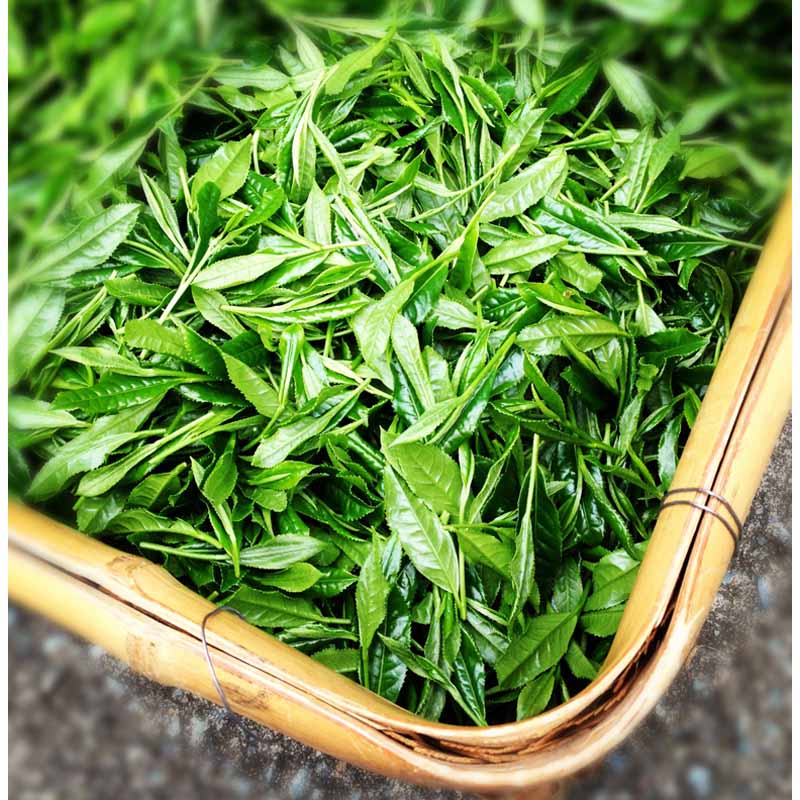 Japanese Sencha NAMA very grassy Premium Sencha green tea