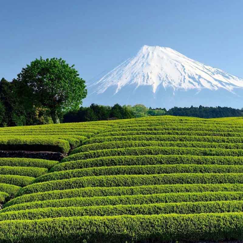Shizuoka tea farm