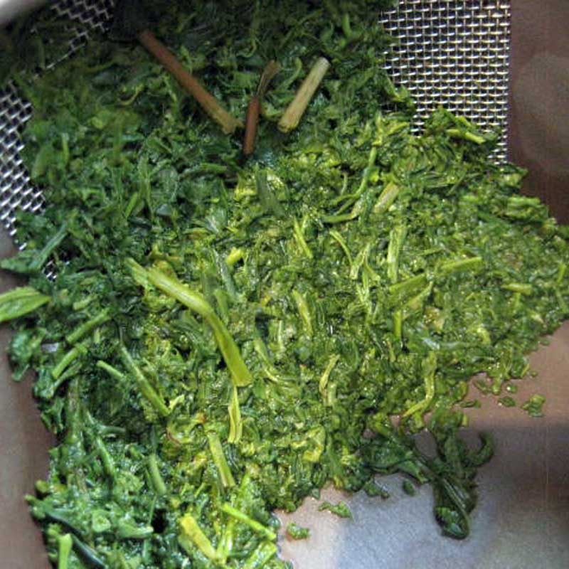 Chado Tokinokura leaves. The tea leaves plant in all its glory, the best green tea.