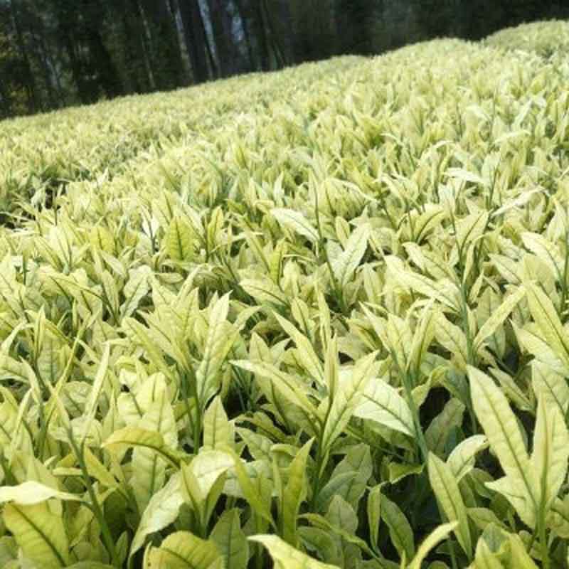 Sencha White Leaf Hakuyo growing in field in Yame, an area of Japan famous for Gyokuro and Sencha teas